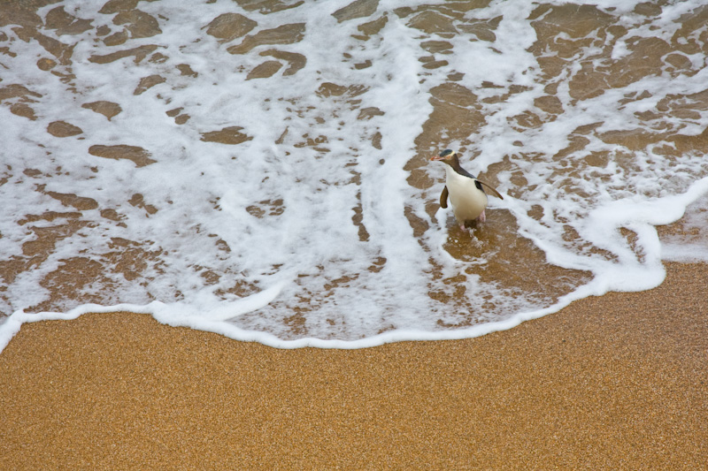 Yellow-Eyed Penguin Exiting Surf